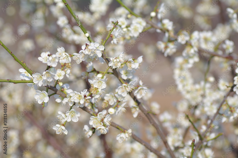 blooming cherry tree in spring blooming cherry tree in spring