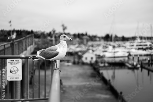 Ferry Bird photo