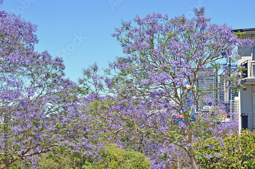 Jacaranda trees at full bloom in Sydney, Australia