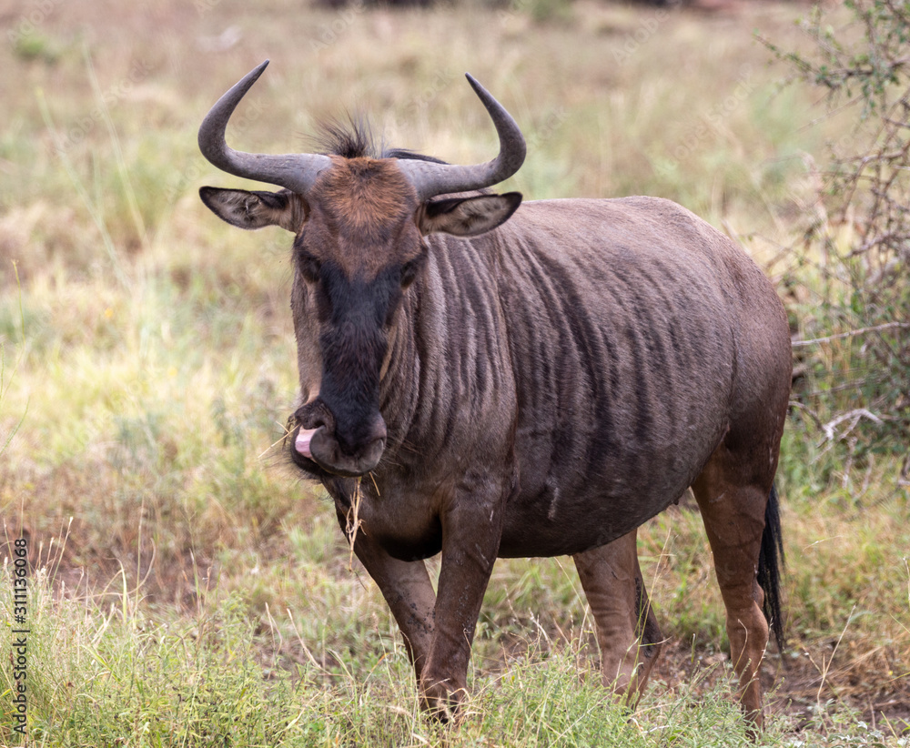 wildebeest in south africa