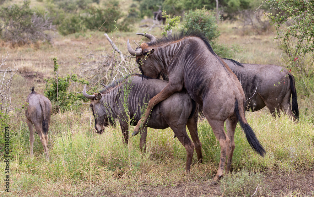 Obraz premium blue wildebeest mating