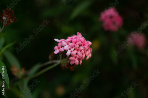 Branches of Pink bush penta flower blooming on blurry greenery leaves foliage, know as Panama rose and Rondeletia leucophylla in botanical name
