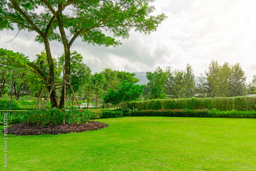 Naklejka premium Fresh green Burmuda grass smooth lawn as a carpet with curve form of bush, trees on the background, good mainternance lanscapes in a luxury house's garden under morning sunlight