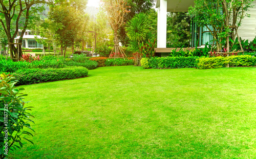 Fotografia Fresh green Burmuda grass smooth lawn as a carpet with curve form of bush, trees