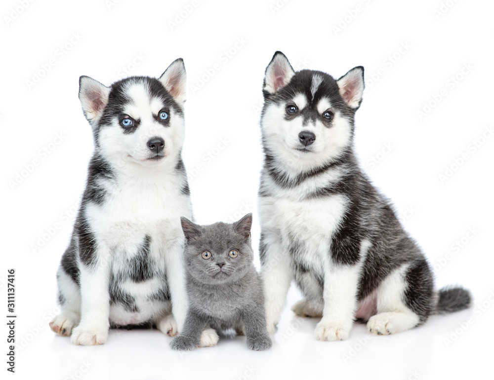 Portrait of a Siberian Husky puppies and british kitten. isolated on white background
