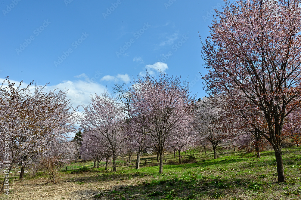 大山桜が群集する風景は桜原郷
