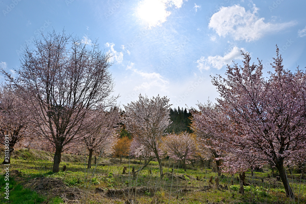 大山桜が群集する風景は桜原郷 Stock 写真 Adobe Stock