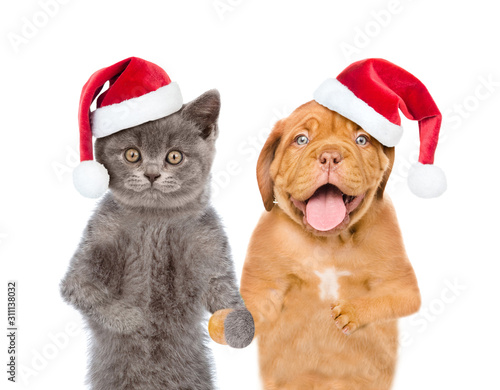 Funny cat and dog wearing a red christmas hats. isolated on white background © Ermolaev Alexandr