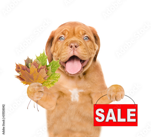 Funny puppy holds dry colorful leaves and sales symbol. isolated on white background