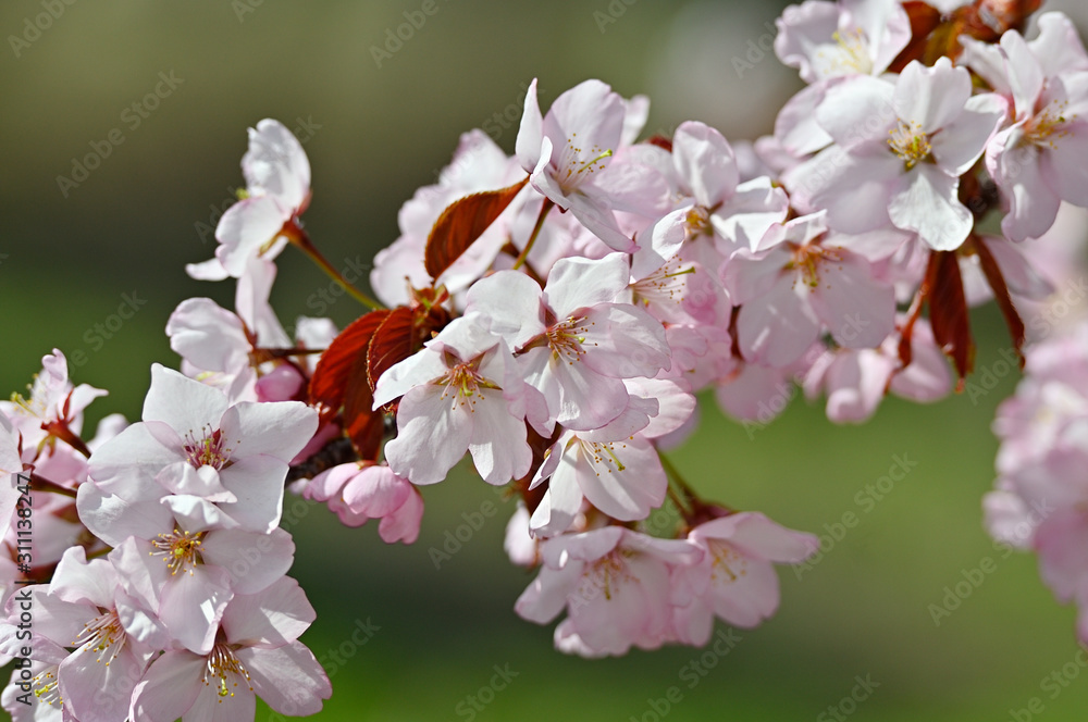 Obraz premium オオヤマザクラの花のアップ