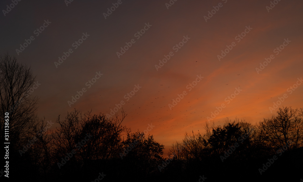 Sunset sky with birds and trees.