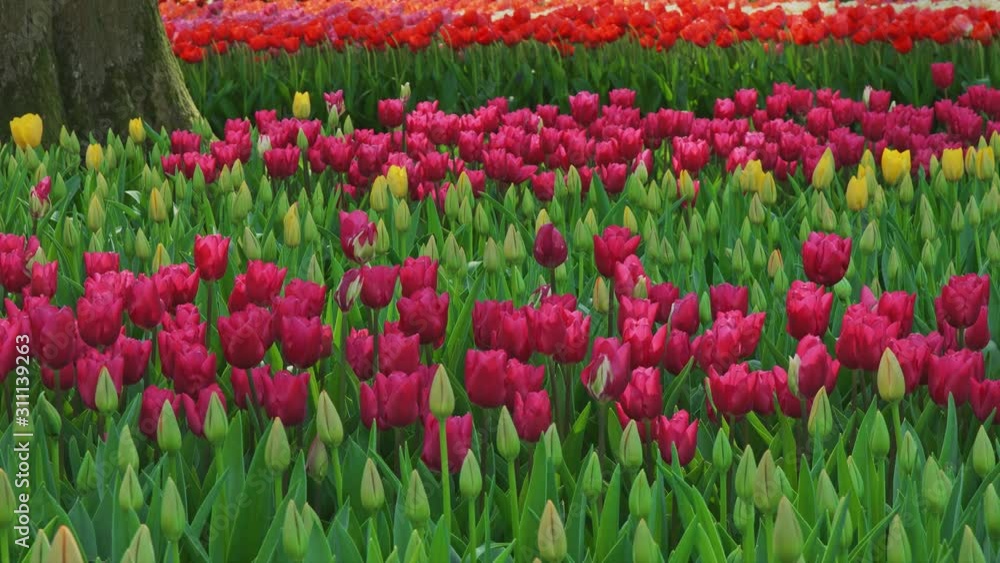 Beautiful purple tulips in line in the city park. Nature and relax concept Beautiful purple tulips in line in the city park. Nature and relax concept