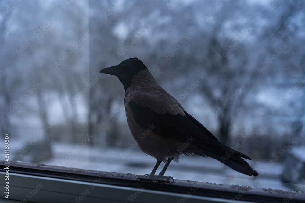 Obraz premium Crow eating outside the window in winter