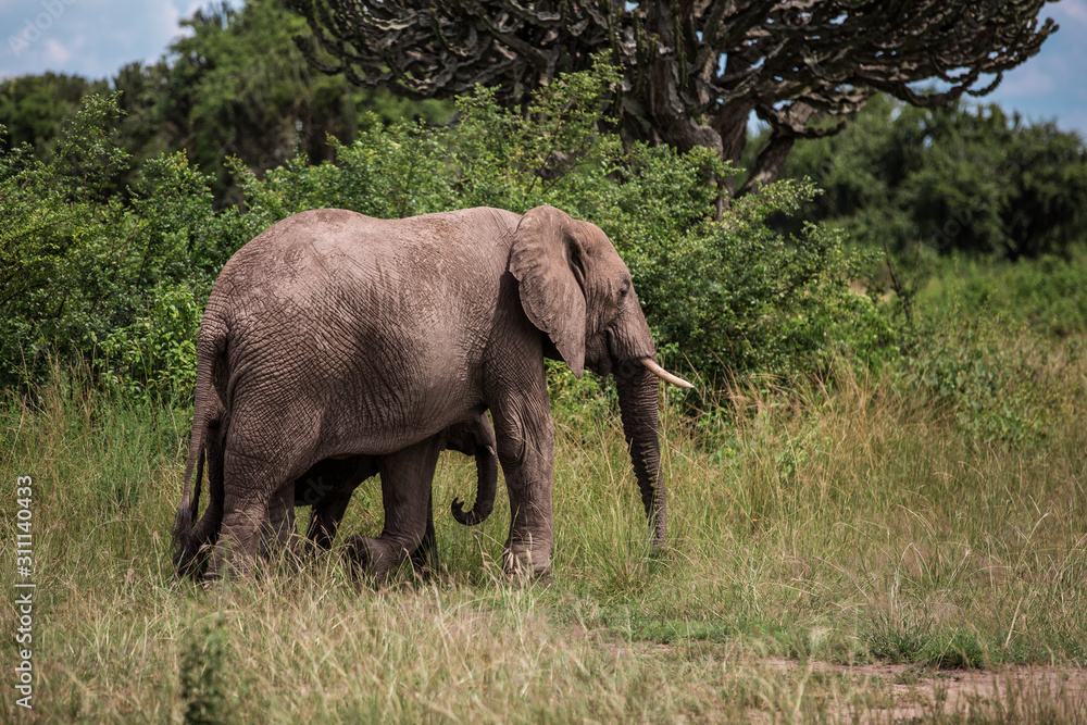 an elephant hides a little elephant and graze in the bushes among the candelabra trees
