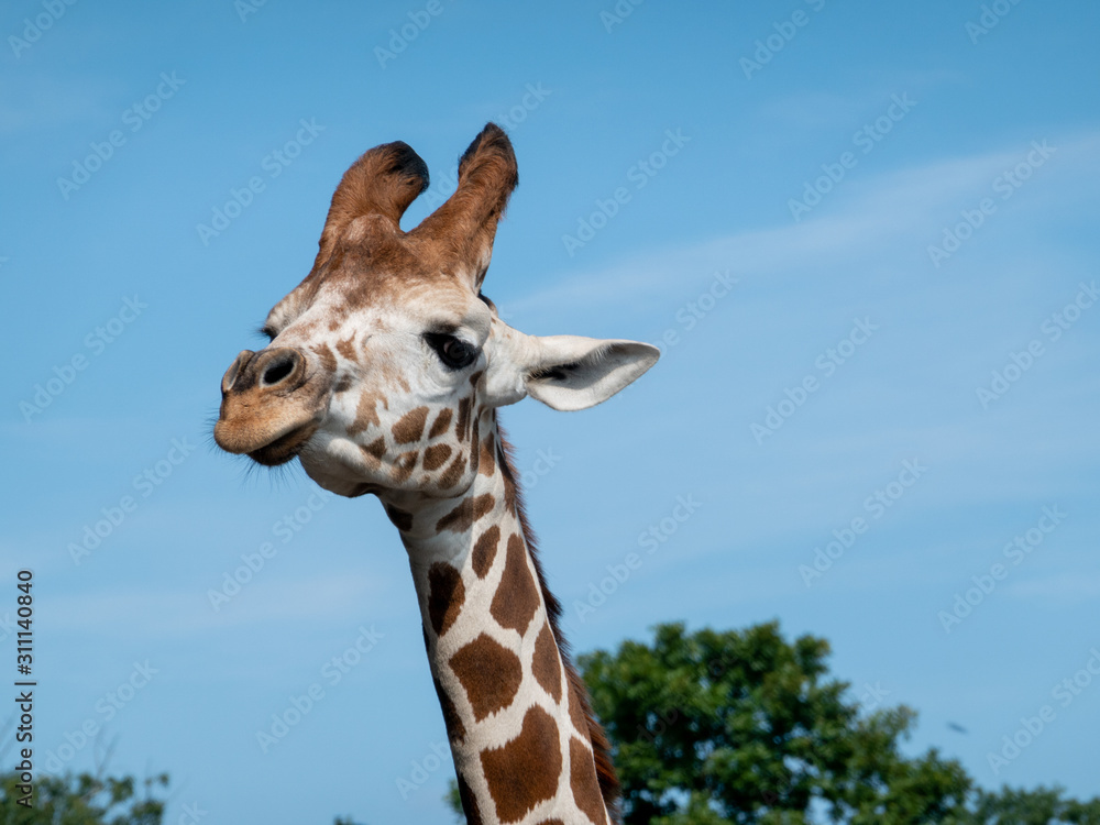 Plakat Giraffe Head Portrait
