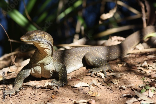 iguana on a rock © Scott