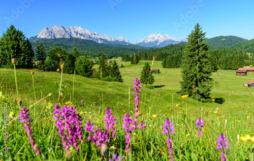 Saftige Kräuterwiese an einem herrlichen Frühlingstag nahe Mittenwald in den bayrischen Alpen