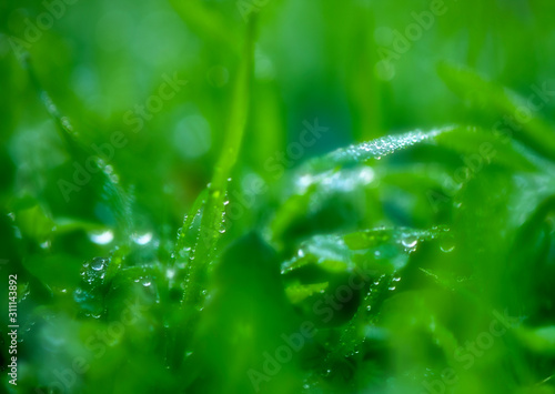 water drops on green grass