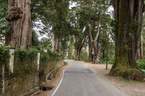 Big Pine tree along the way in Nuwara Eliya, Sri Lanka © wildarun