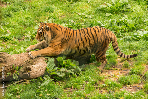 tiger grinding claws on a log