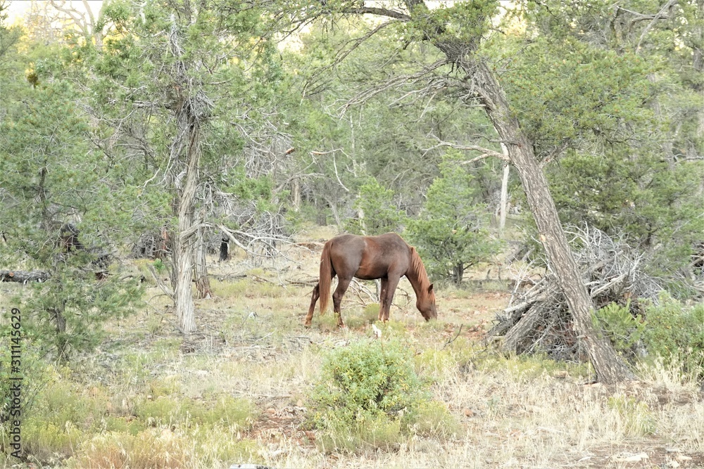 グランドキャニオン国立公園の馬