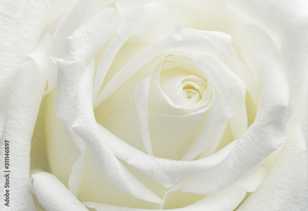 Naklejka premium Closeup of white rose flower