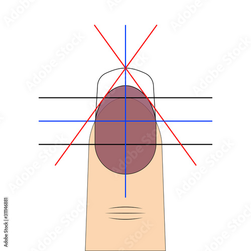 nail shape drawing diagram vector template to create fashionable nail shape for manicure salon