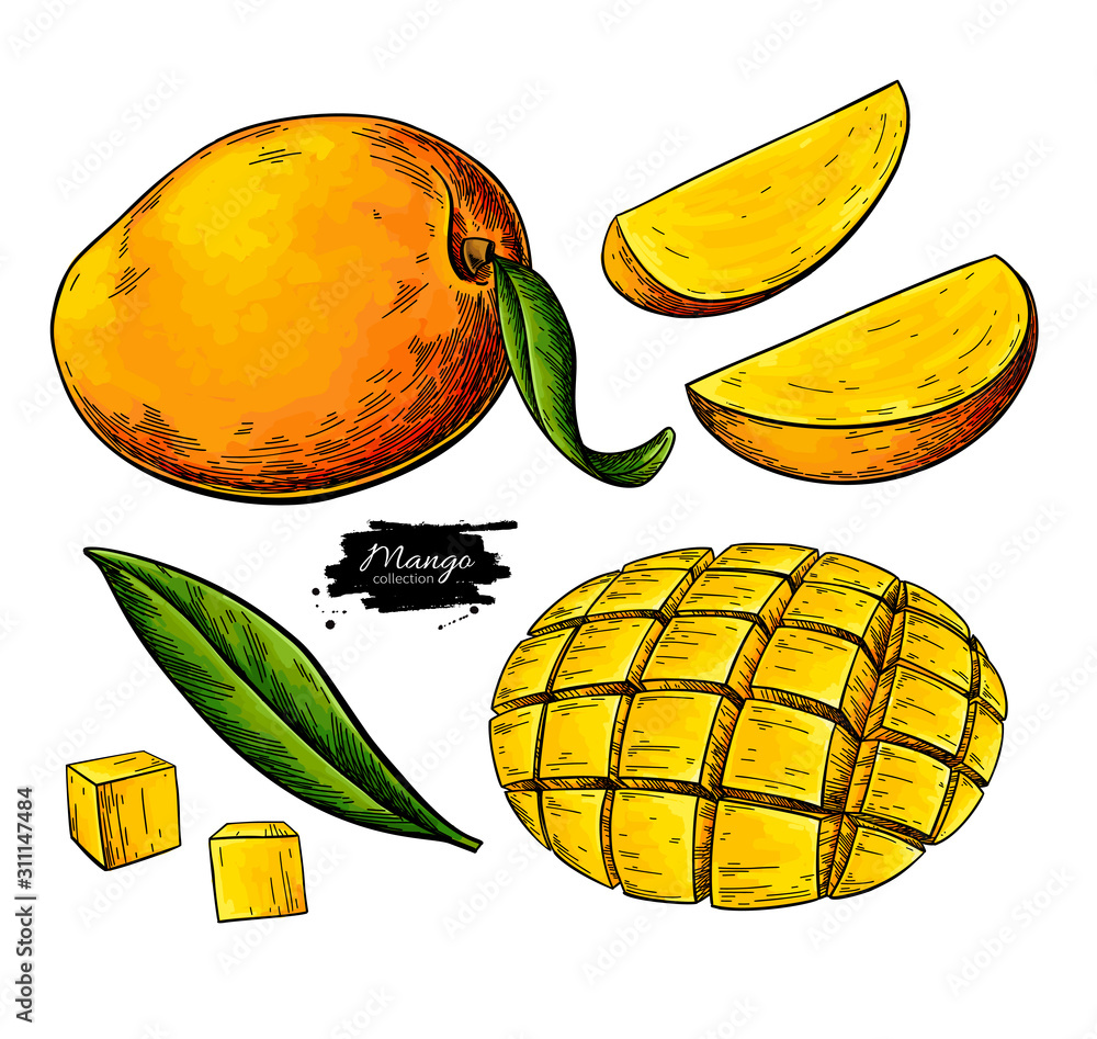 Mango vector drawing. Hand drawn tropical fruit illustration. Whole and  sliced objects Stock Vector | Adobe Stock