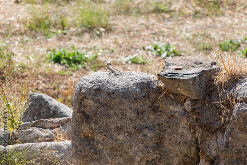 Wallpaper Mural Hardune Eidechse sitzt auf einem Stein in einem Garten von Kos Stadt Torontodigital.ca