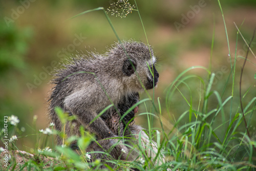 Kotawiec sawannowy (Vervet monkey)