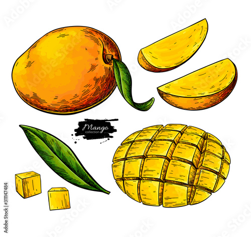 Mango vector drawing. Hand drawn tropical fruit illustration. Whole and sliced objects
