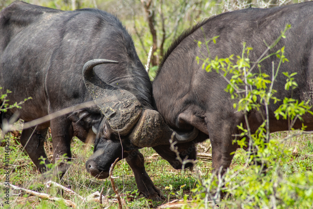 Syncerus - bawół afrykański