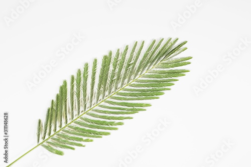 Top view green leaf of White popinac isolated on white background  other names include Wild tamarind and Leadtree.