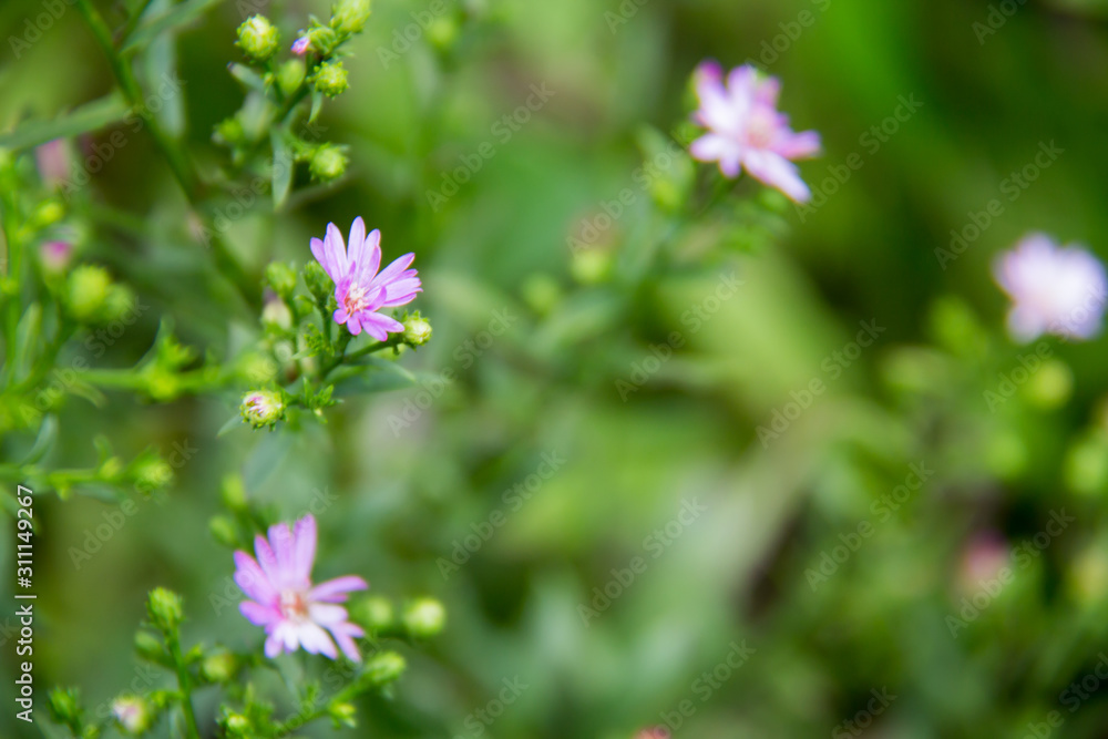 Beautiful blooming mini flowers in the garden with blurry background Beautiful blooming mini flowers in the garden with blurry background