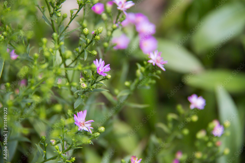 Beautiful blooming mini flowers in the garden with blurry background Beautiful blooming mini flowers in the garden with blurry background