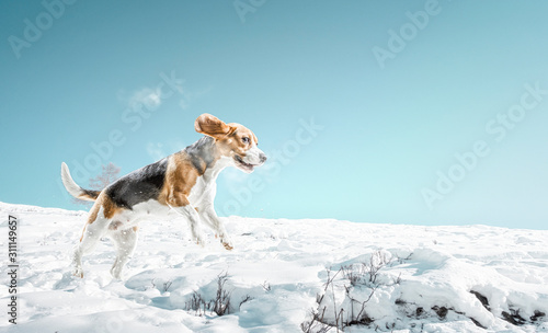 Fototapeta Naklejka Na Ścianę i Meble -  Beagle dog playing in snow