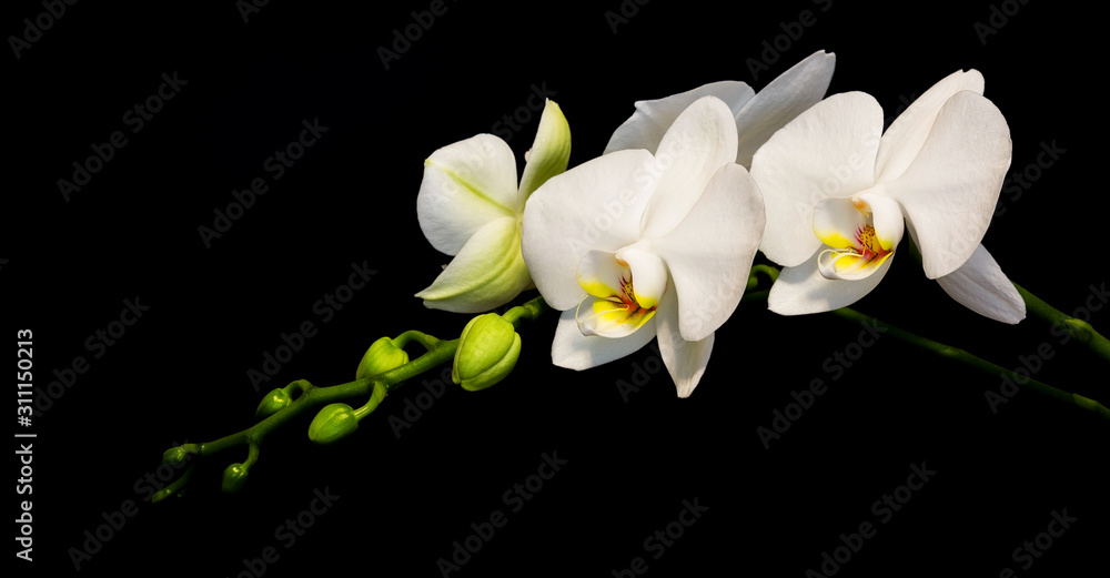 Obraz premium White orchids on a black background