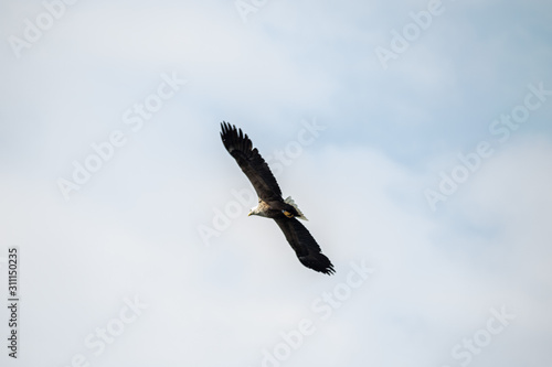 white tailed eagle in flight