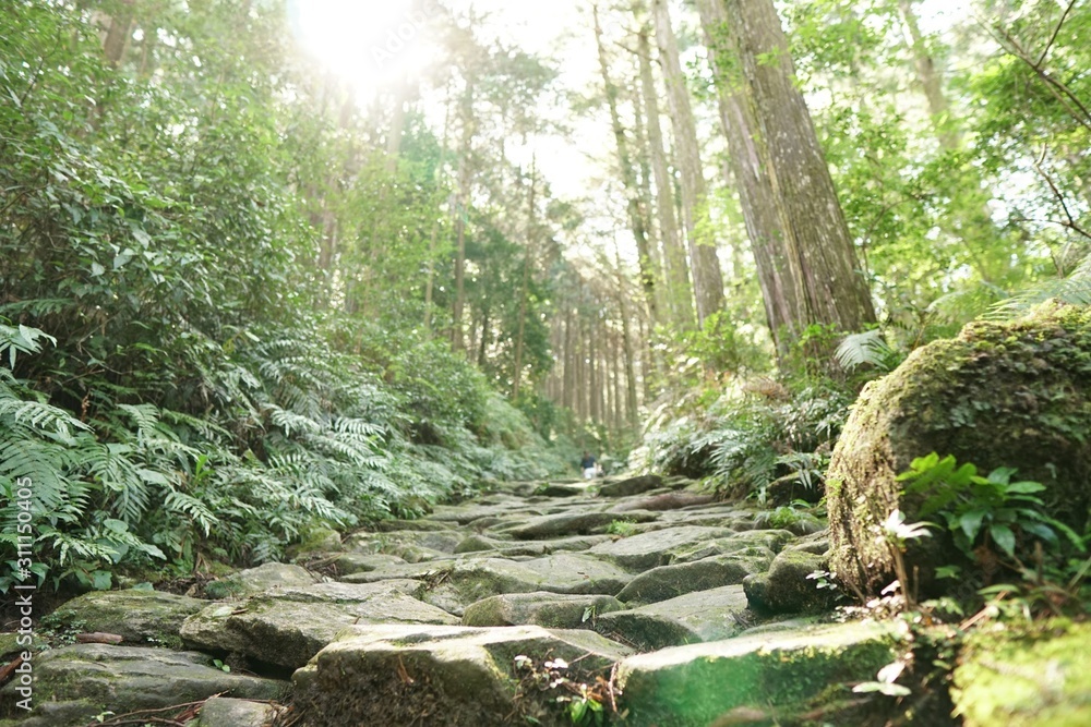 Forest in Japan Forest in Japan