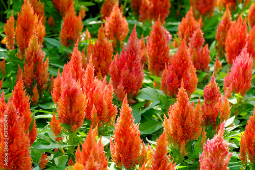 Field of orange Cockscomb or Crested celosia in the park.