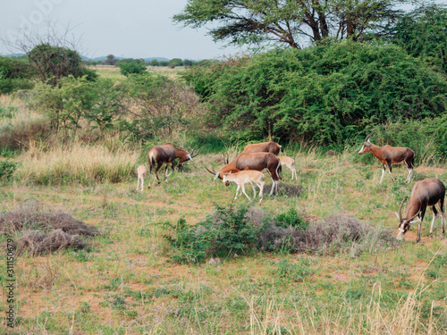 herd of antelope grazing in a field