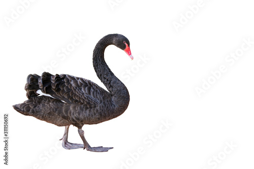 Black swan on white background photo