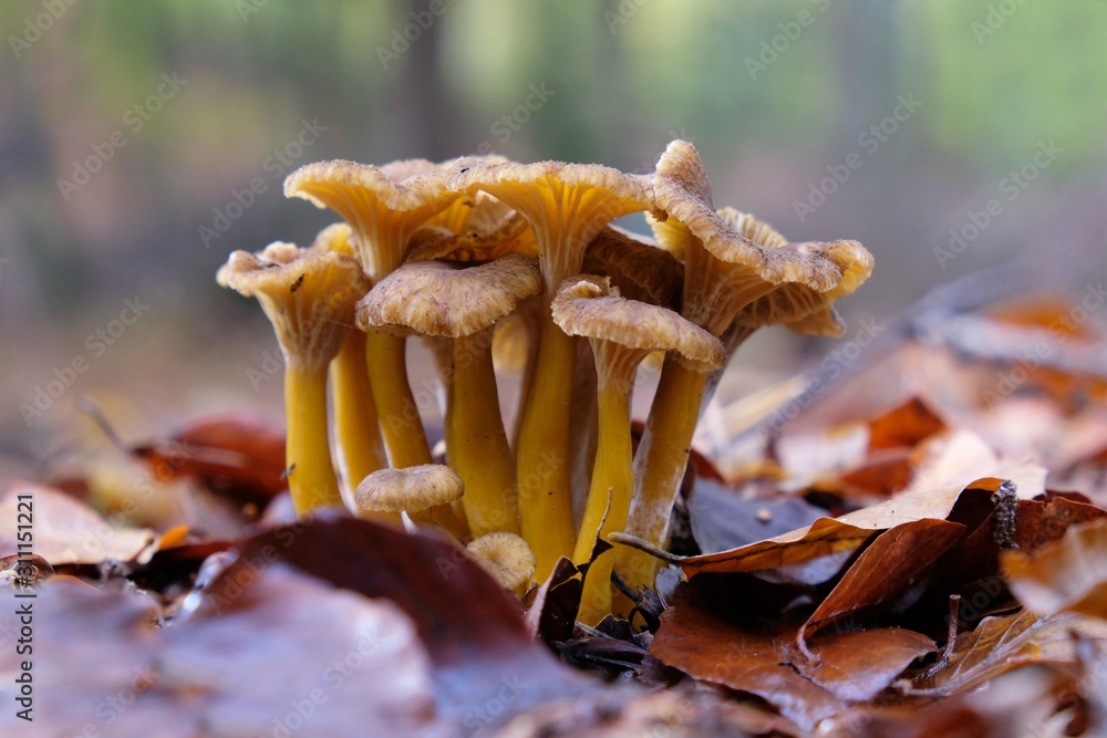 Group of mushrooms Craterellus lutescens (Cantharellus xanthopus or Cantharellus aurora, commonly known as Yellow Foot). It is edible and tasty mushroom. Group of mushrooms Craterellus lutescens (Cantharellus xanthopus or Cantharellus aurora, commonly known as Yellow Foot). It is edible and tasty mushroom.