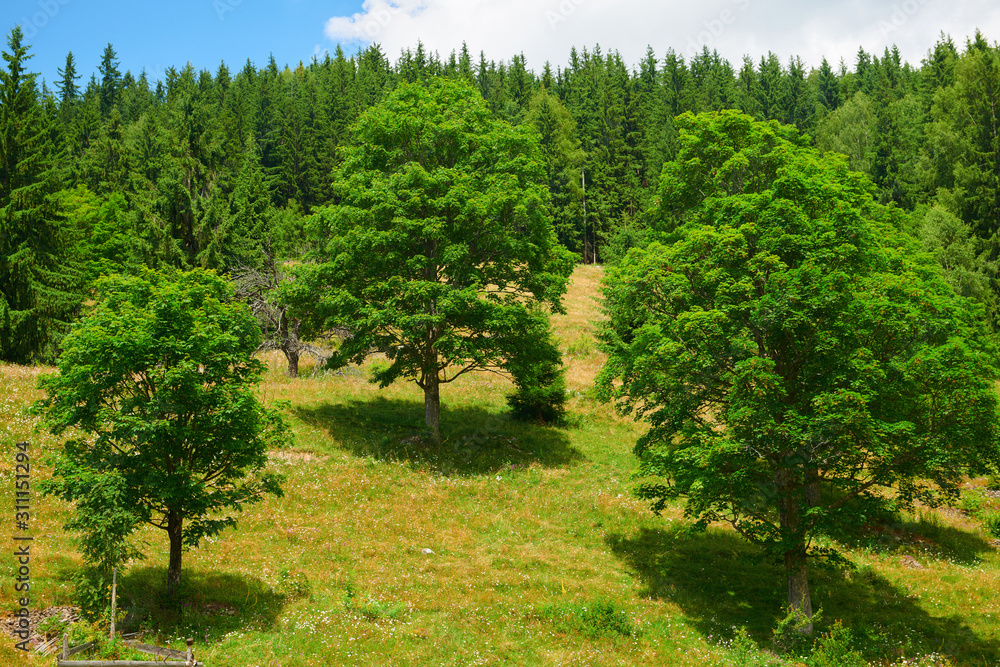 Obraz premium beautiful big trees and summer landscape, high spruces on hills, blue cloudy sky and wildflowers - travel destination scenic, carpathian mountains