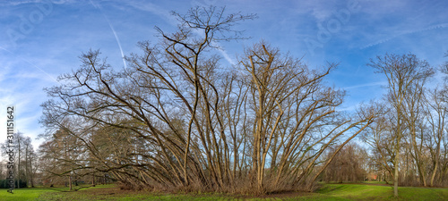 Eine Baumgruppe ohne Laub im Winter photo