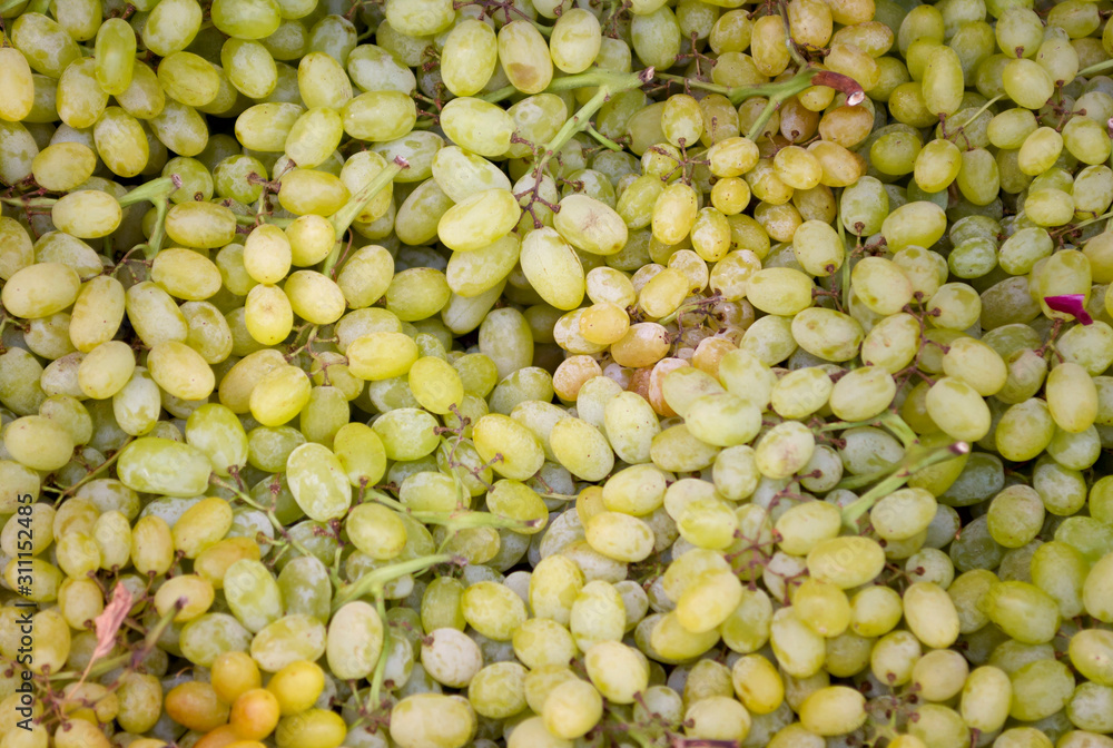 white grapes fresh and juicy many berries background white grapes fresh and juicy many berries background