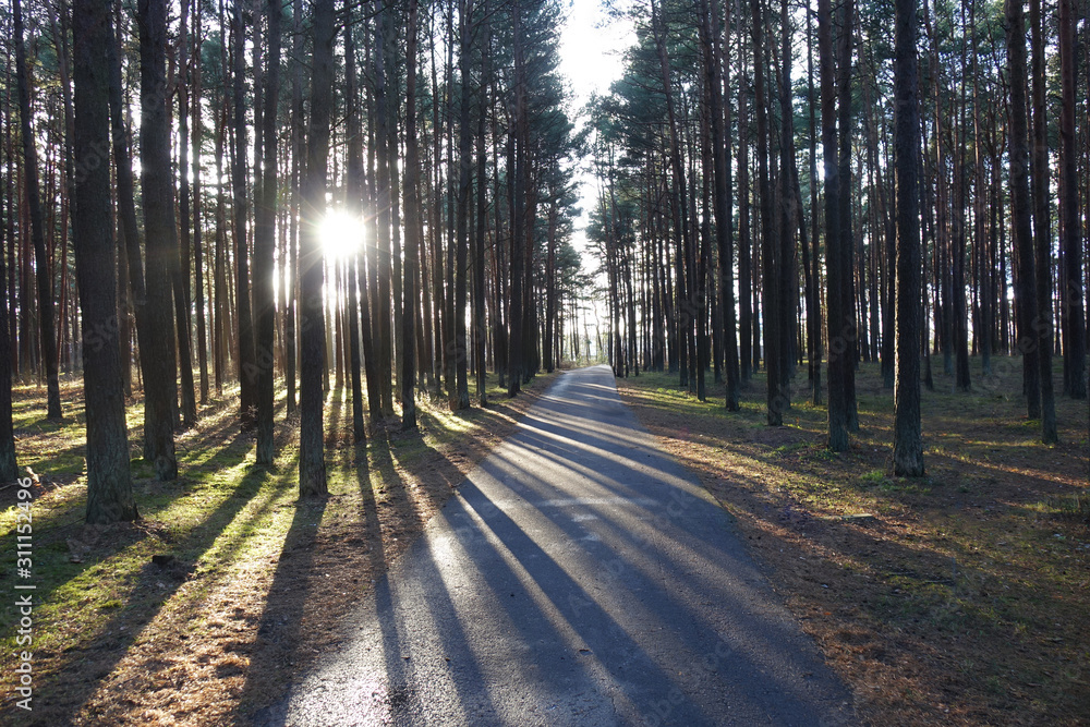 road in a pine forest