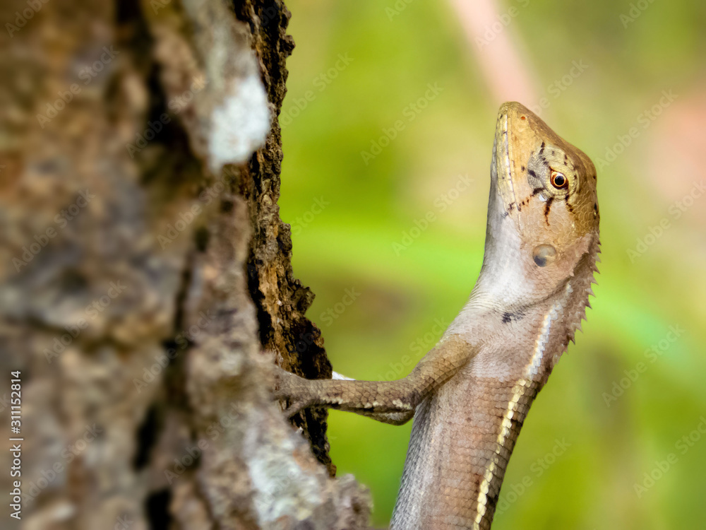 Lizard is a scaly-skinned reptile, with a long body, small head and long tail. Lizard is a scaly-skinned reptile, with a long body, small head and long tail.