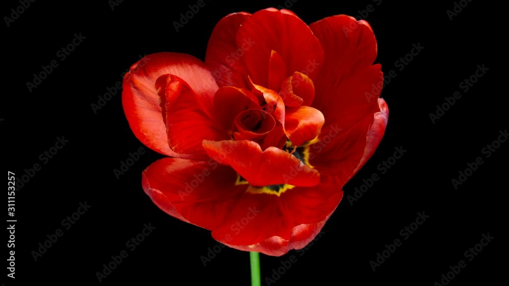 Timelapse of red tulip flower blooming on black background. Timelapse of red tulip flower blooming on black background.
