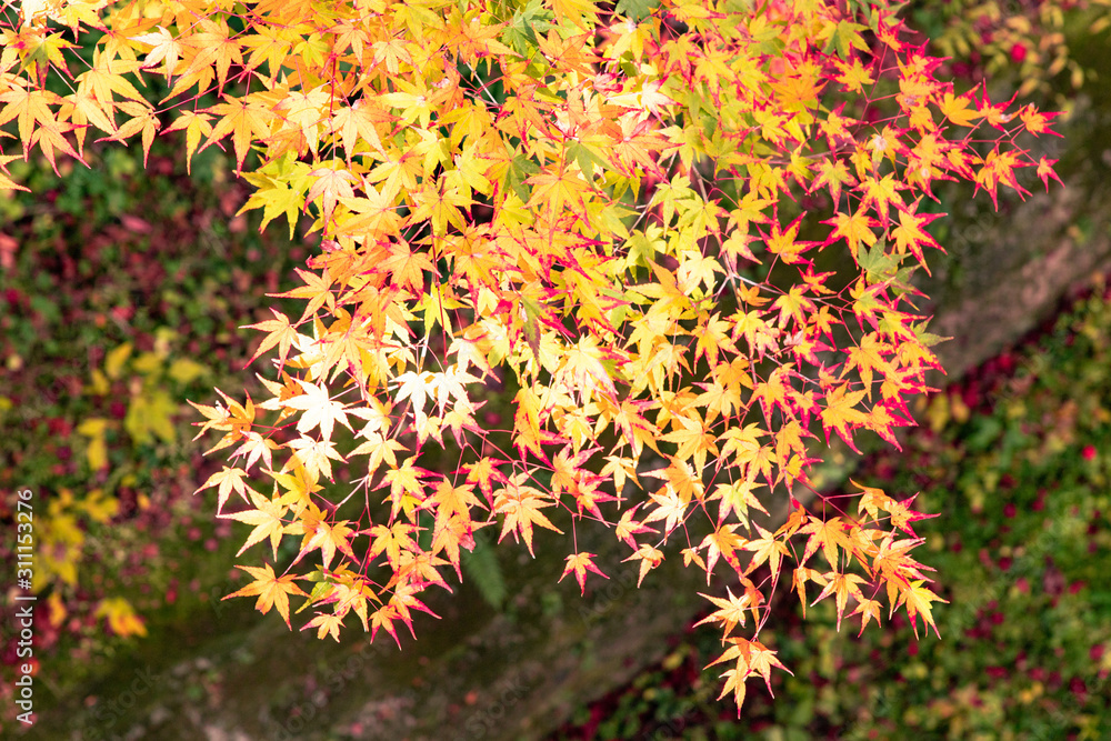 美しい京都の紅葉 美しい京都の紅葉